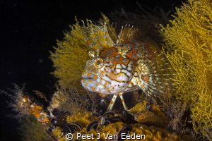 Colorful Klipfish on the PMB wreck by Peet J Van Eeden 